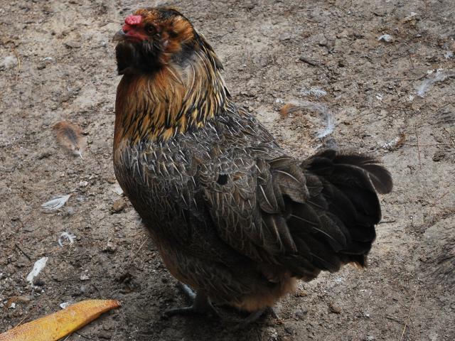 67676_wini_a_ameraucana_hen_rip.jpg