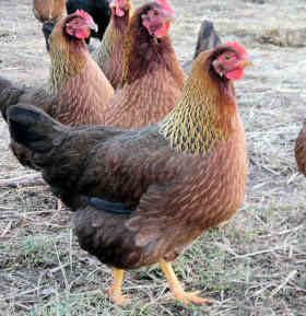 67708_welsummerforsalepullets.jpg