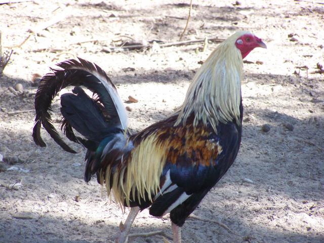 67723_rooster_pic_026.jpg