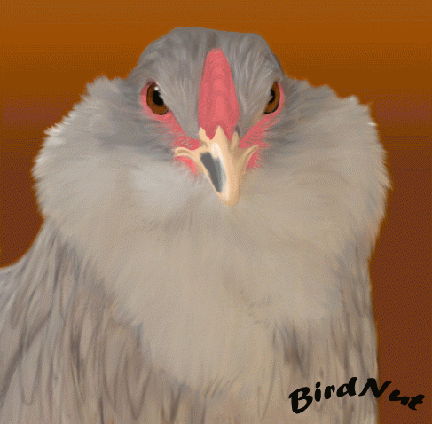 67724_fern.png
