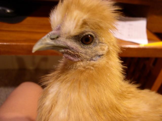 67724_silkiegoldie_002.jpg