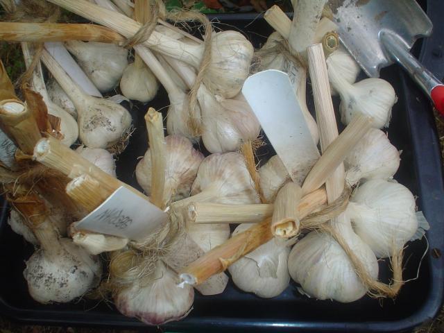 67752_garlic2011a.jpg