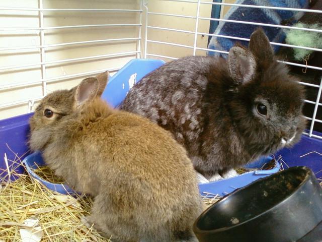 67752_rabbit.jpg