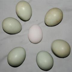 6782_eggs-green-banty.jpg