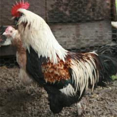 6782_sal-rooster.jpg