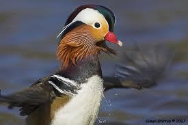 67837_man_duck.jpeg