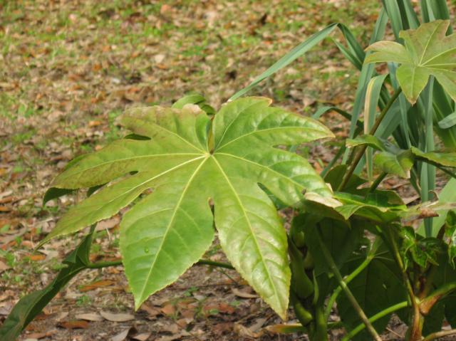 67904_plant.jpg