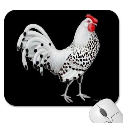 67931_silver_spangled_hamburg_chicken_mousepad-p144604502783801030trak_400.jpg