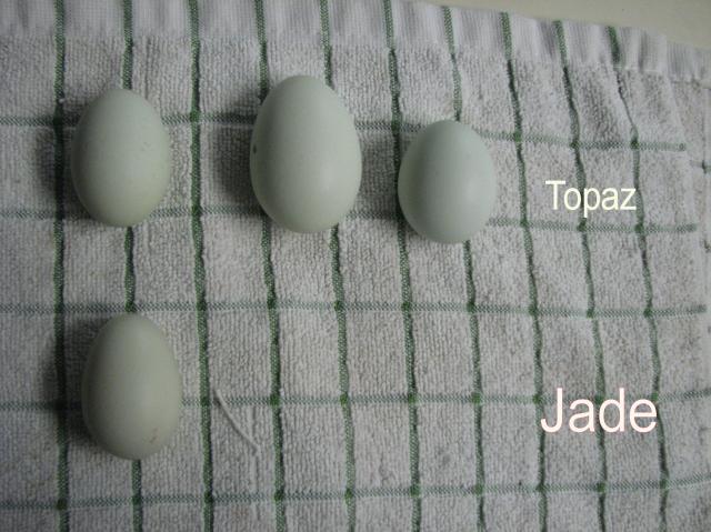 67997_07042011_third_and_forth_egg.jpg