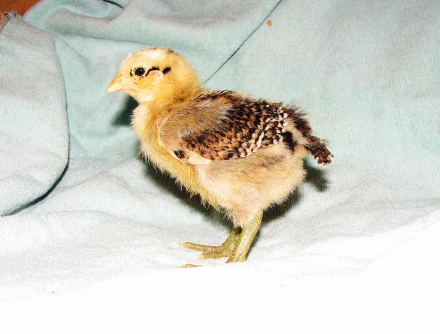 67997_day_15_mr_feathers_ee_03.jpg
