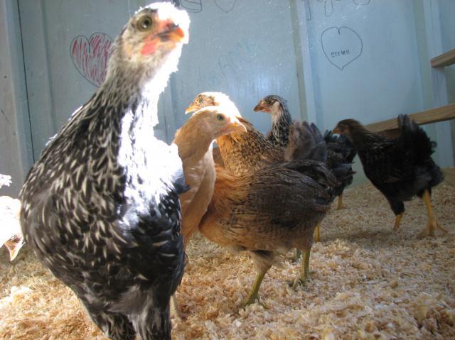 67997_day_43_first_day_in_coop_03.jpg