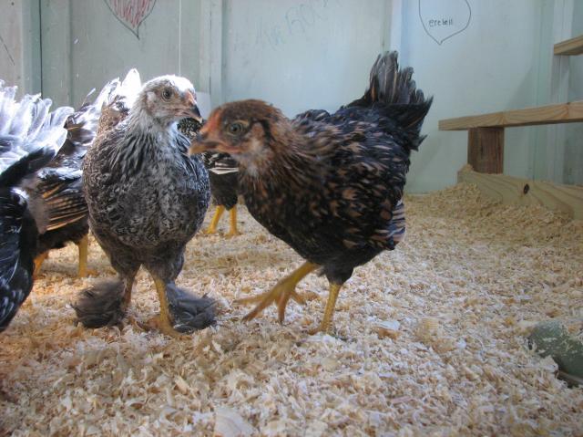 67997_day_43_first_day_in_coop_09.jpg