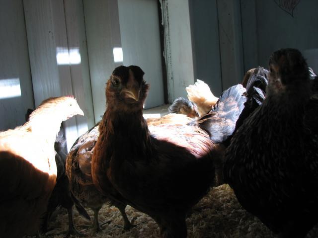 67997_day_43_first_day_in_coop_12.jpg