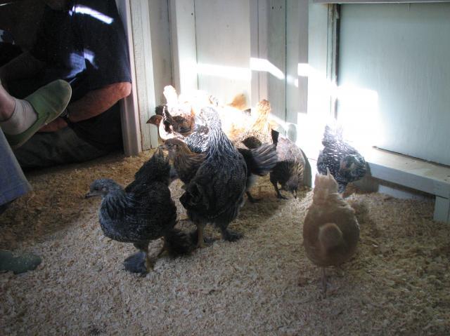67997_day_43_first_day_in_coop_14.jpg
