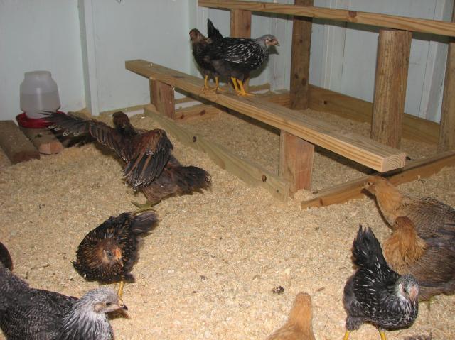67997_day_43_first_day_in_coop_17.jpg