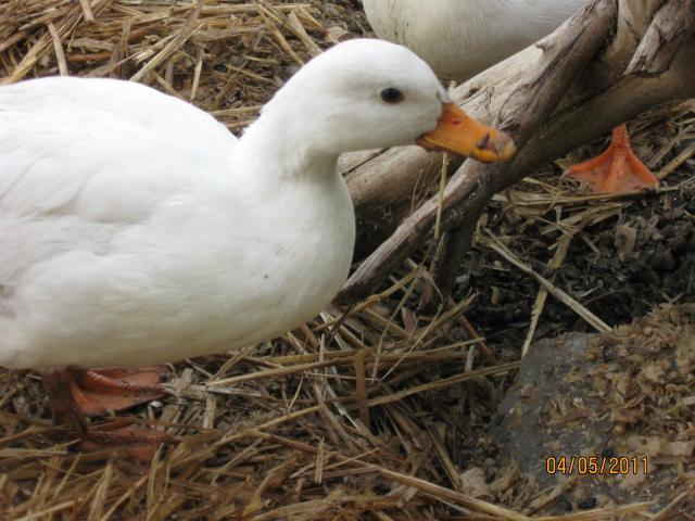 68014_camera_pics_465.jpg