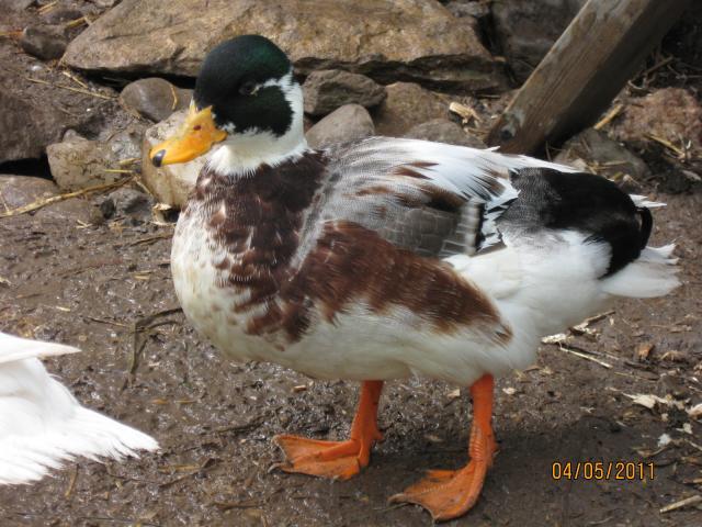 68014_camera_pics_496.jpg