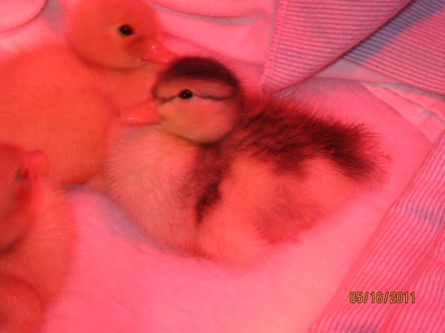 68014_duck_eggs_hatch_148.jpg