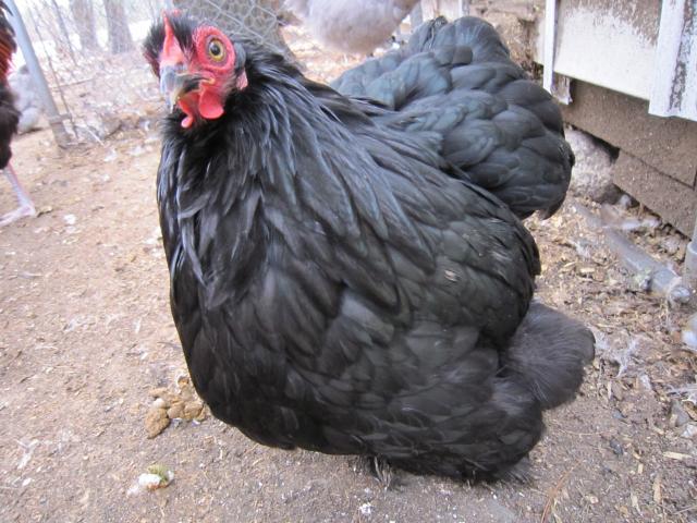6804_img_0810.jpg