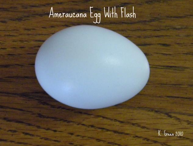 6809_am_egg_wflash.jpg