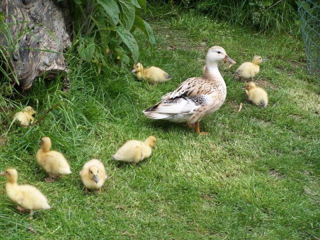 6809_baby_ducklings_blue_bf_rabbit_004.jpg