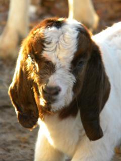 6809_baby_goats_010.jpg