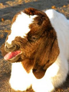 6809_baby_goats_011.jpg