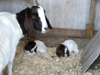 6809_baby_goats_024.jpg