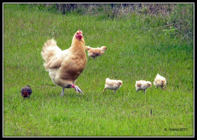 6809_buff_with_chicks.jpg
