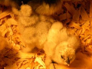 6809_chicks.jpg