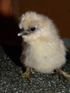 6809_chicks_033.jpg