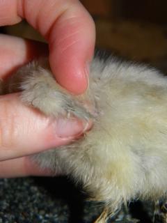 6809_chicks_037.jpg