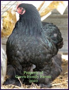 6809_cochinhen.jpg