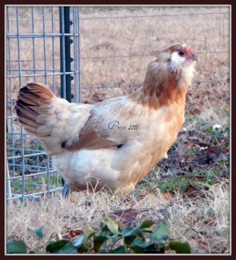 6809_dscn3250_wheaten_pullet_1.jpg
