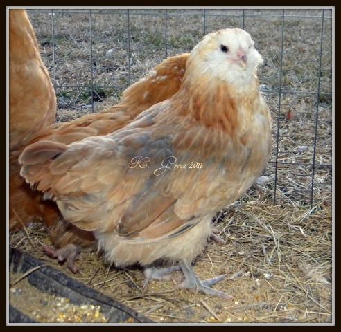 Ameraucana Chicken Color Chart