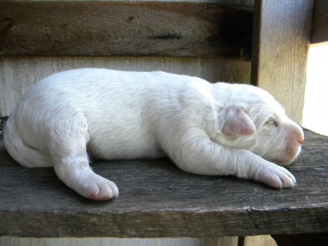 great pyrenees newborn puppies