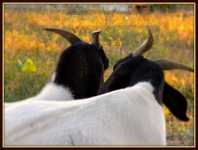 6809_love_quote_goats.jpg