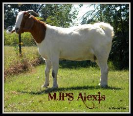 6809_mjps_alexis_1.jpg