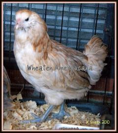 6809_wam_pullet.jpg