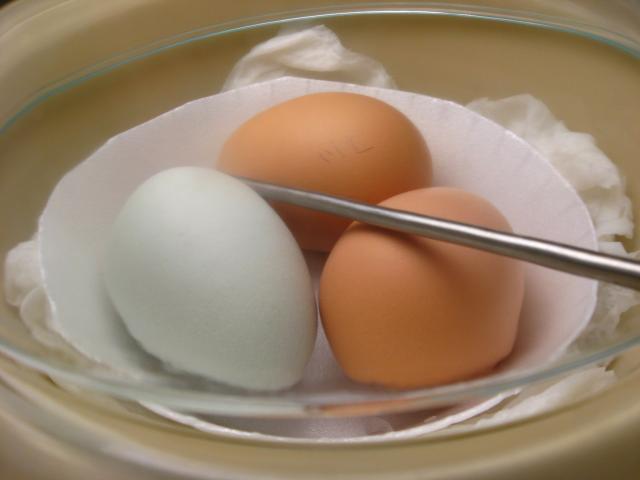 68100_img_0858.jpg