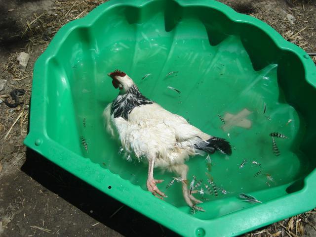 68114_hot_chicken.jpg