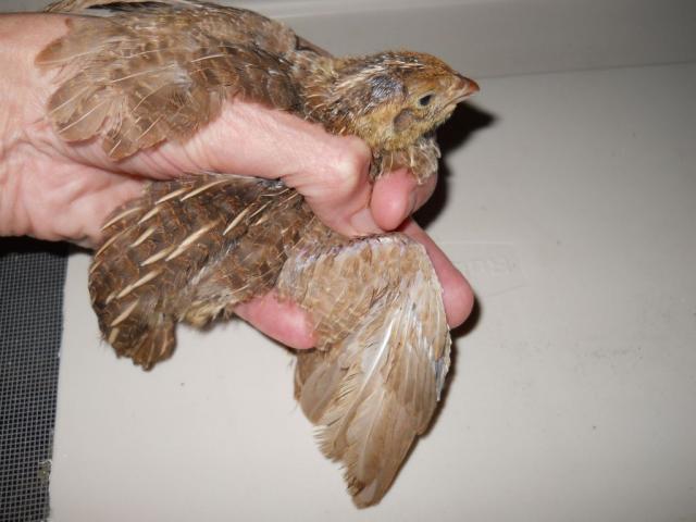 68119_2weekcoturnix2.jpg