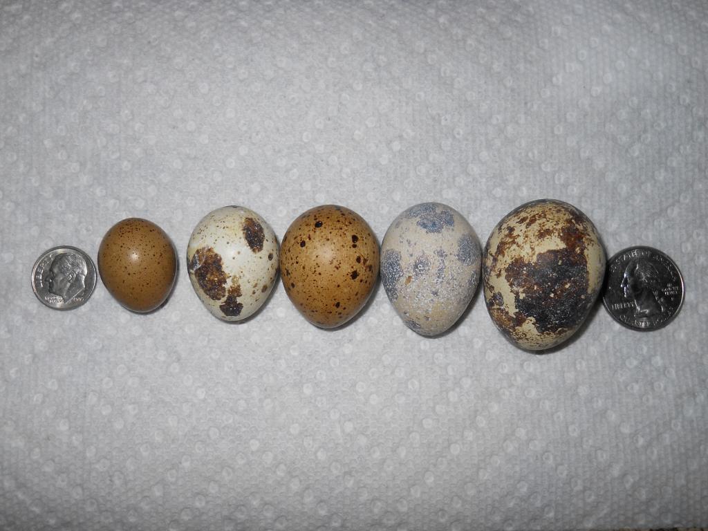 68119_eggs.jpg