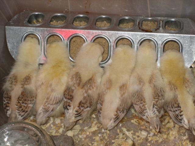 68173_mahonris_chicks_eating_5-24-2011_12-35-24_am.jpg