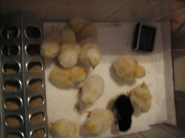 68173_puffy_cheeked_wonder_5-11-2011_6-49-48_pm.jpg