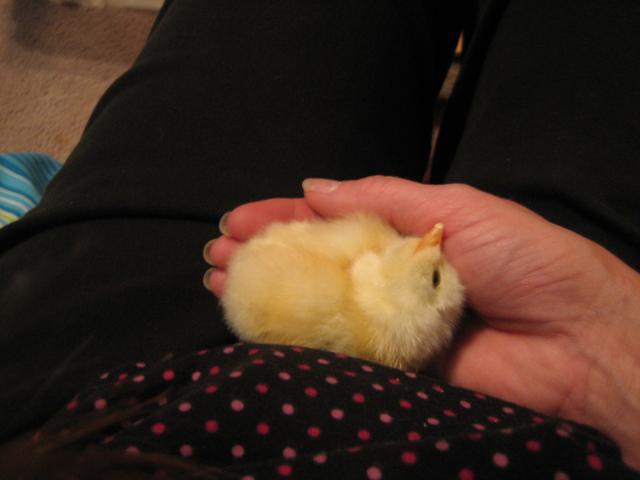68173_puffy_cheeked_wonder_5-12-2011_4-19-45_am.jpg