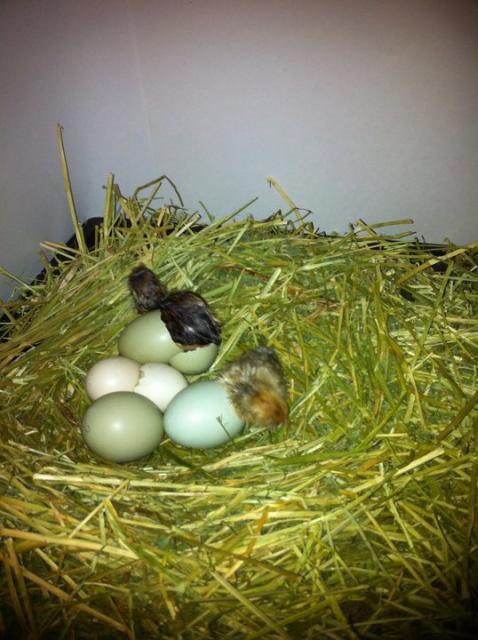 68197_chicks.jpg