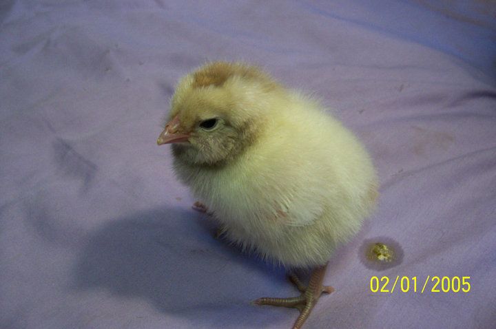68217_chick.jpg