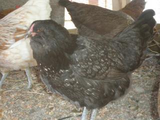 68222_chickens_002.jpg