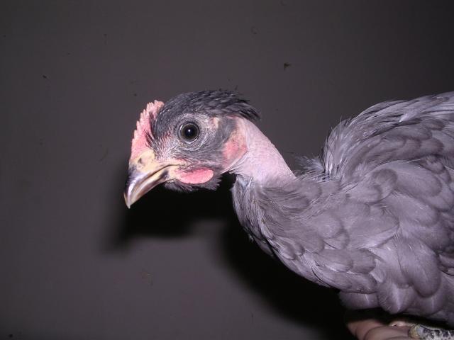 68265_dscn1952.jpg